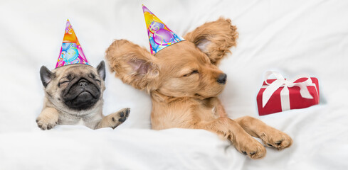 Cozy English Cocker spaniel puppy and Pug puppy wearing birthday caps sleep together with gift box under white warm blanket on a bed at home. Top down view
