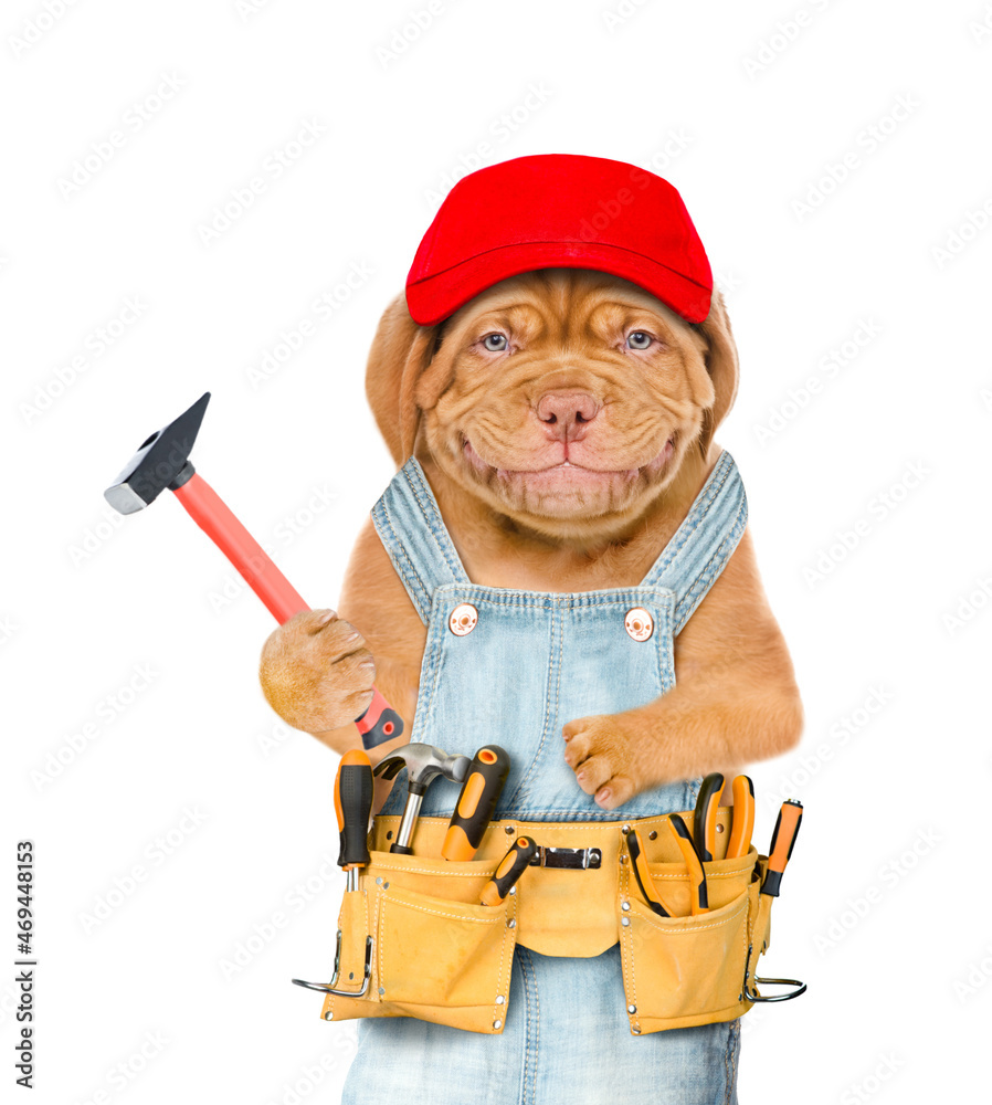 Poster smiling puppy worker wearing red cap, overalls with tool belt holds hammer. isolated on white backgr