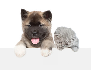American akita puppy and tiny kitten looks above empty white banner. Isolated on white background