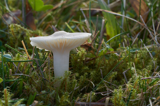 Edible mushroom Cuphophyllus virgineus in forest meadow. Known as snowy waxcap. Wild white mushroom growing in the grass.