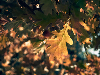Fototapeta premium Oak branch with leaves close-up, oak leaves began to turn yellow, the sun highlights oak leaves and acorn, autumn mood
