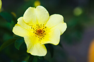 一重の黄色いバラのクローズアップ