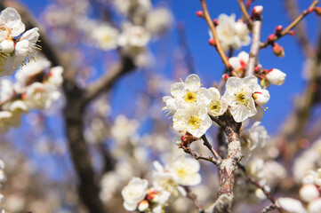 満開になった白梅の花のクローズアップ 