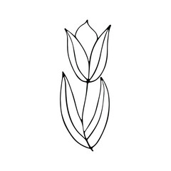 A hand-drawn set of black sketches of isolated flowers and leaves on a white background. A vector description of a doodle of flowers and leaves.