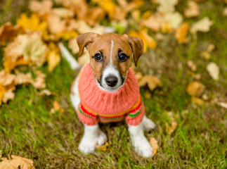 Cute Jack russell terrier puppy wearing warm sweater sits on fallen leaf at autumn park and looks up at camera