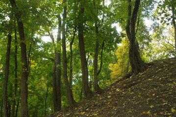 Trees on the slope