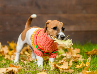 Jack russell terrier puppy wearing warm sweater holds autumn leaves in it mouth