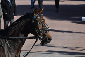 tête de cheval de course © compagnie-17