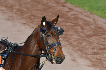 tête de cheval de course © compagnie-17