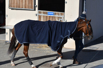 cheval de course après la compétition