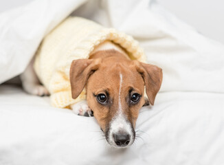 Sad jack russell terrier puppy lying  under white warm blanket on a bed at home