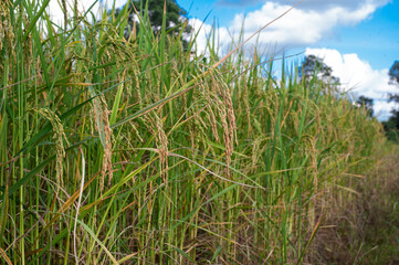 The ripe ears of rice hang on the stalks.