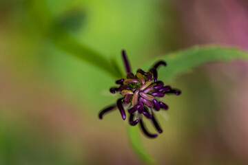 Phyteuma ovatum flower growing in mountains
