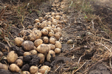 Potato beds in the field. Harvesting potatoes. Autumn work in the farm. Potato roots. Organic farming.