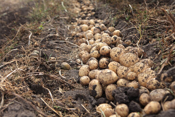 Potato beds in the field. Harvesting potatoes. Autumn work in the farm. Potato roots. Organic farming.