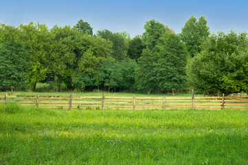 Fototapeta na wymiar Summer nature landscape with green farm meadow and forest behind the fence.