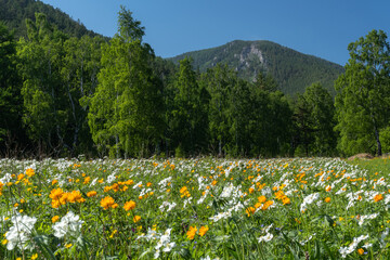 Flower meadow in the forest at the foot of the mountains