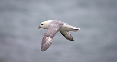 Northern Fulmar (Fulmarus glacialis). flying over the Atlantic Ocean near Iceland