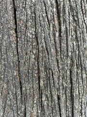 Blurred image of a tree with thick and beautifully patterned bark, white and black bark. There is moss on the green bark. There is a cracked shape of the bark as a beautiful background