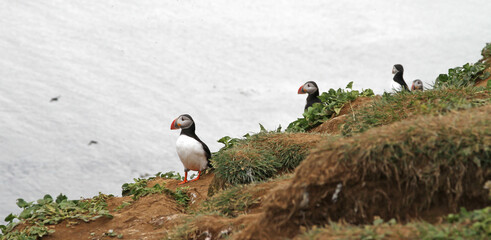 The atlantic puffin lives on the ocean and comes for nesting and breeding to the shore