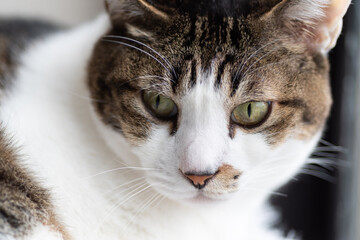 見つめる猫　キジトラ猫