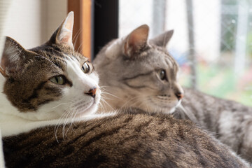 くつろぐ二匹の猫