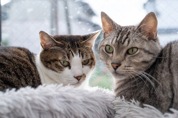 くつろぐ二匹の猫