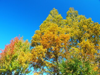 トウカエデとメタセコイアの黄葉と青空