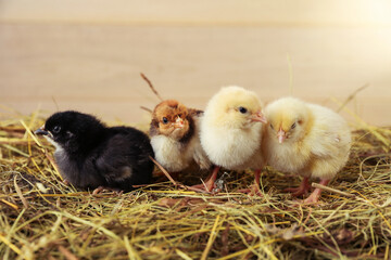 small chicks are on the hay on a rustic wooden background.
