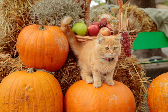ginger kitten and halloween pumpkins on hay background. halloween concept