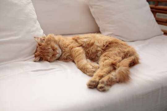 Ginger Cat Sleeping On The Side On White Couch