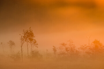 Fototapeta na wymiar Trees on bog at misty sunrise
