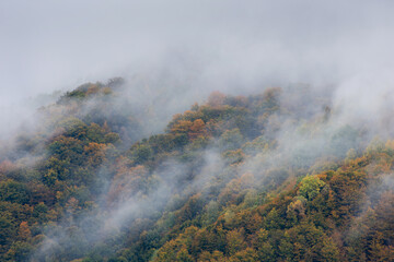 Mist covering an autumn forest in the morning.