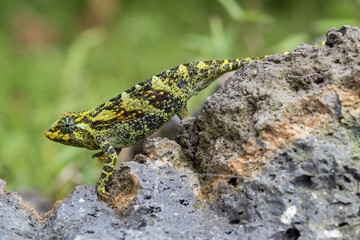Johnston's Chameleon -Trioceros johnstoni, beautiful colored lizard from African woodlands and bushes, Bwindi, Uganda.