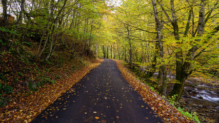 Autumn landscape, asphalt road mostly covered by leaves