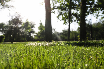 View of beautiful green grass in city park