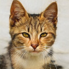 portrait of a nice cat