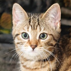 portrait of a nice cat