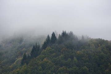 Mist covering a fir forest in the morning.