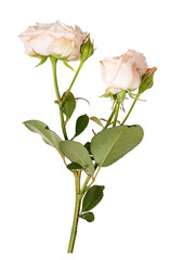 Obraz premium Fresh rose flower isolated on white background