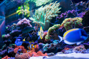 Colorful tropical fish Acanthurus leucosternon, Zebrasoma flavescens, Paracanthurus hepatus in home reef fish tank. Selective focus.