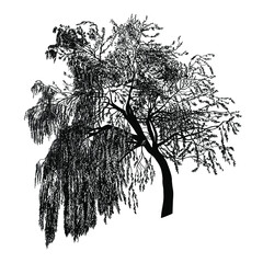 Weeping willow tree.  Vintage engraving illustration. Black and white vector sketch . - obrazy, fototapety, plakaty