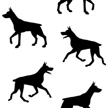 Vector seamless pattern of hand drawn doberman dog silhouette isolated on white background