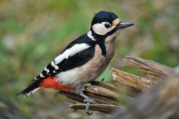 Pic épeiche femelle (Dendrocopos major), Neuchâtel, Suisse.
