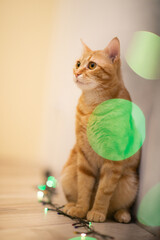 Beautiful young orange tabby cat plays with decor with Christmas lights, holiday home eve decoration