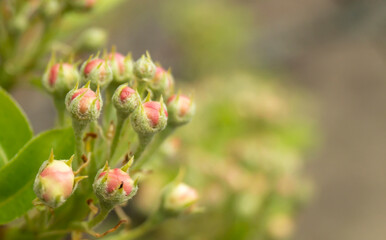 Blossom of the pear at spring length of time