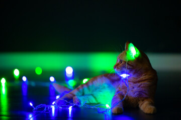 Beautiful young orange tabby cat plays with decor with Christmas lights, holiday home eve decoration