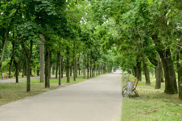 Alley path in beautiful city park