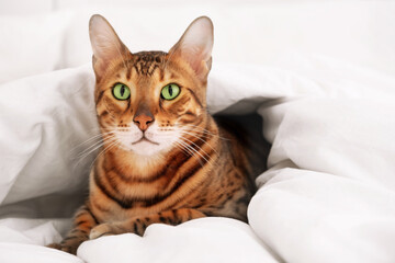 Fototapeta na wymiar Beautiful cute green-eyed bengal cat rosettes in gold lying in bed under warm cozy white blanket,looking at camera.Cold winter,fall, pet game and relax,Animal fear,play.Copy space.