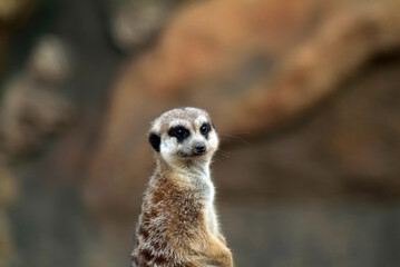 meerkat in the zoo sits on a tree